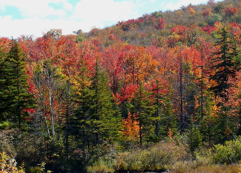 Ridge_foliage