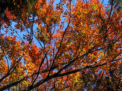 Backlit_leaves