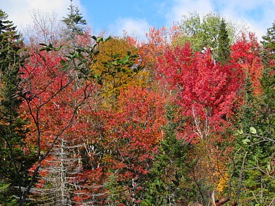 Foliage