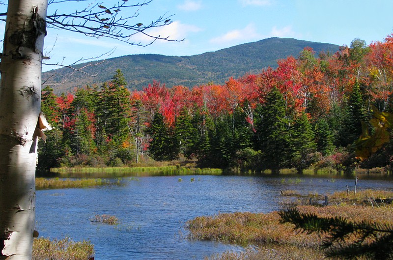 Zealand_beaver_pond