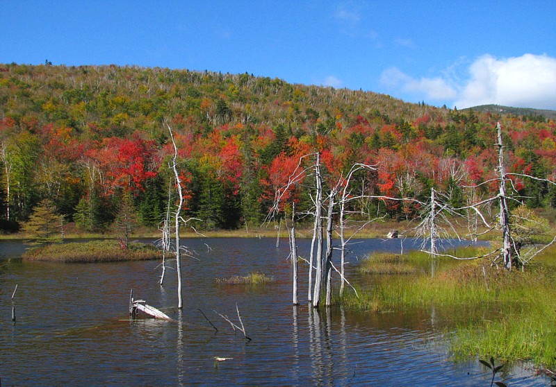 Zealand_Pond_dead_trees