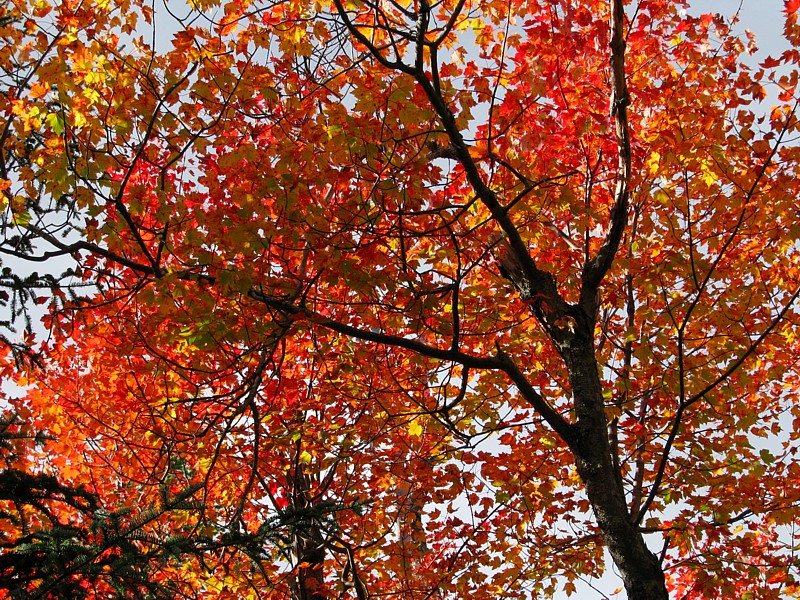 Maples