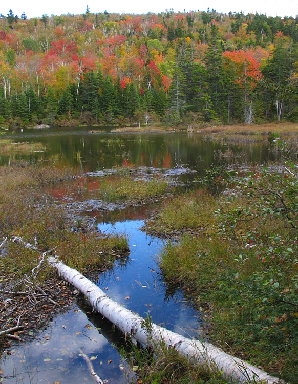 Beaver_pond