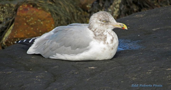 Gull
