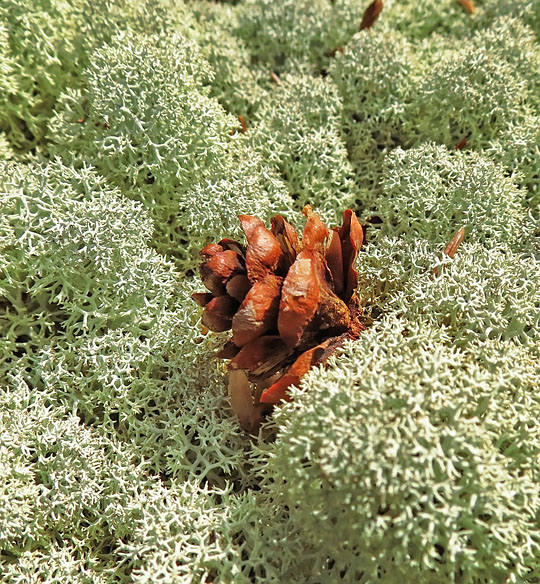 Reindeer_lichen