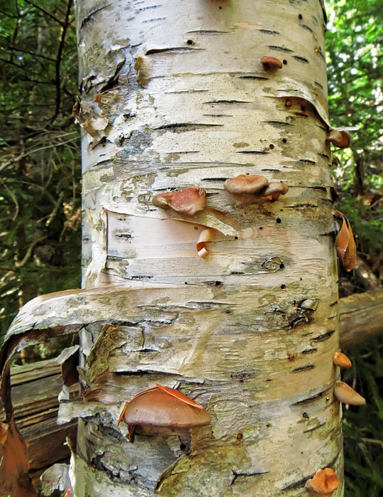 Birch_trunk