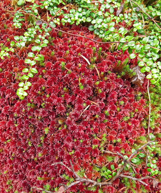 Red_Moss