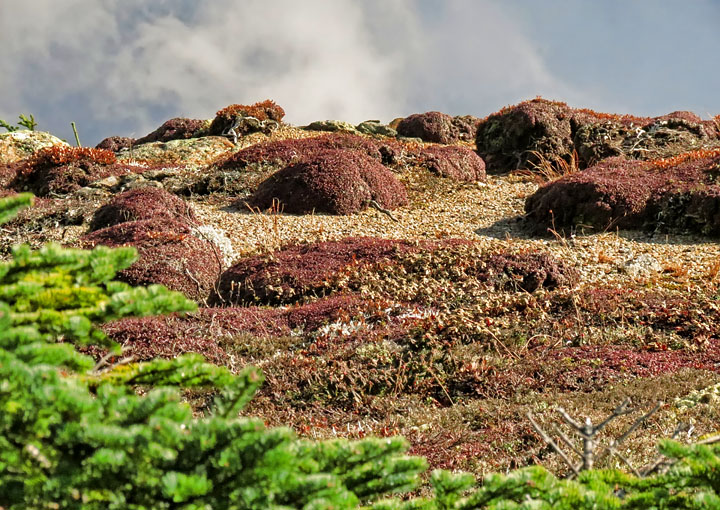 Red_Moss_Rocks