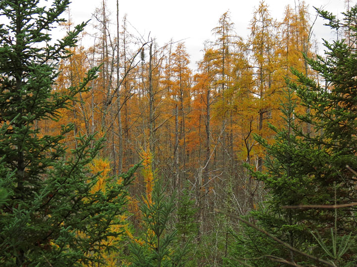 Larches