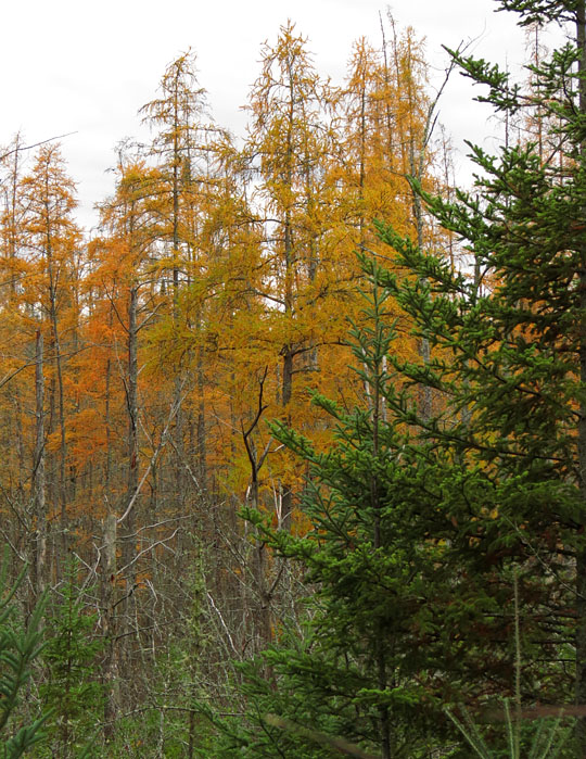 Larches