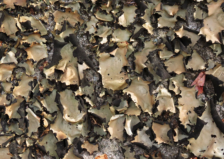 Lichen