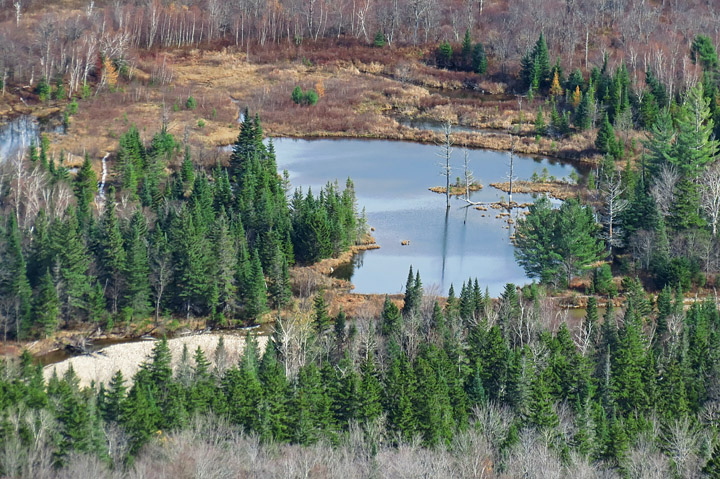 Pond_along_Zealand_Road