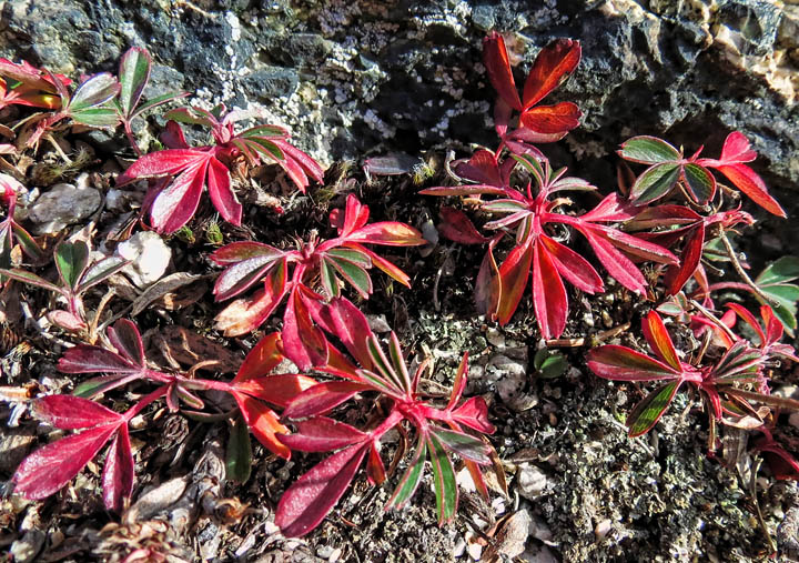 Sugarloaf-alpine_plant