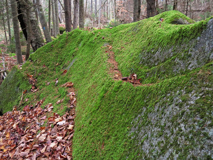 Mossy_boulder