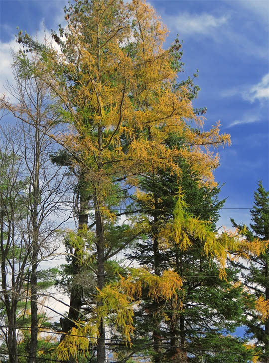 Larch