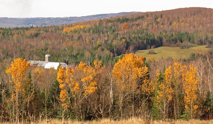 Farm_foliage