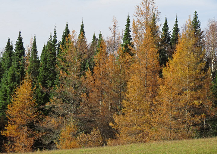 Larches