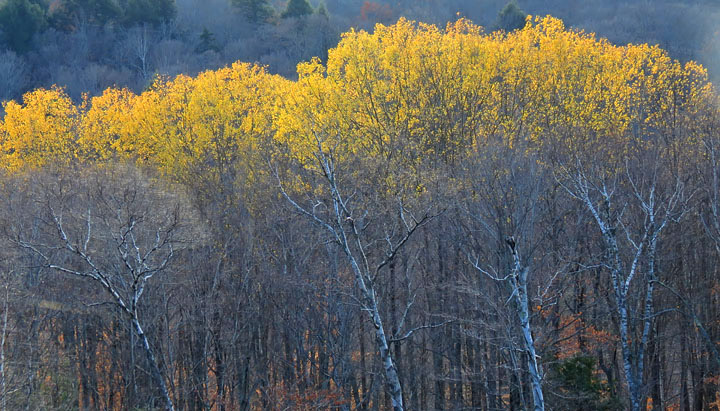 Yellow_leaves