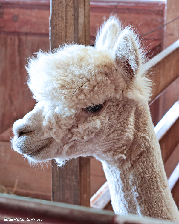 Alpaca