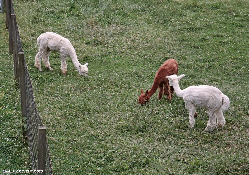 Alpacas