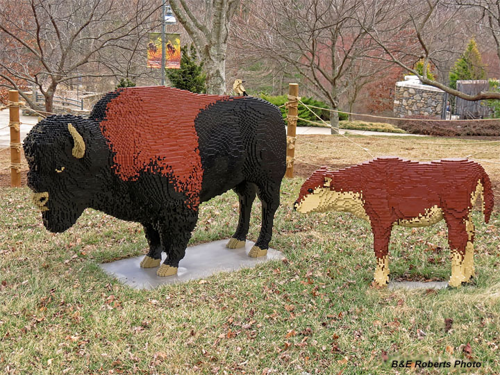 Bison