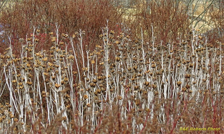 Dried_stalks