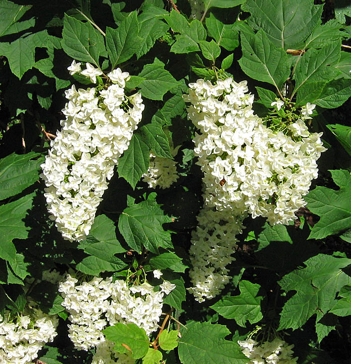 hydrangea