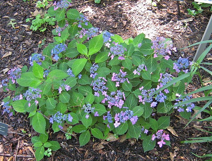 hydrangeaM