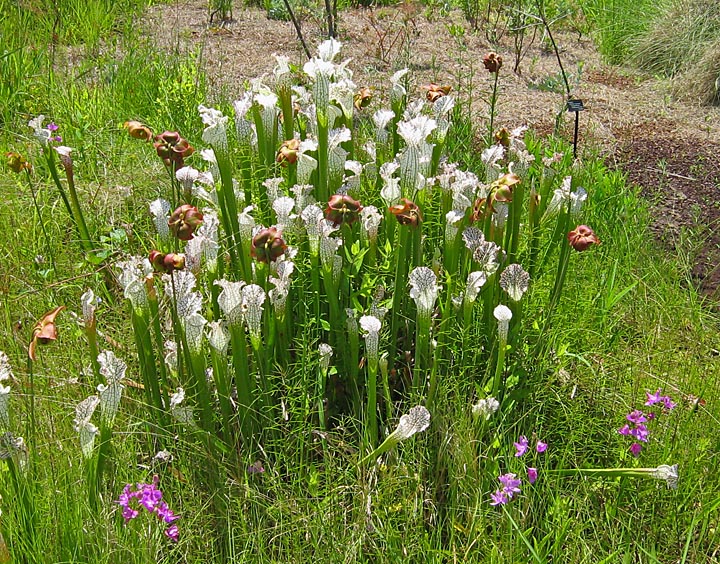 pitcher_plants