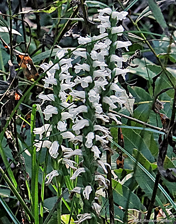 Spiranthes_cernua