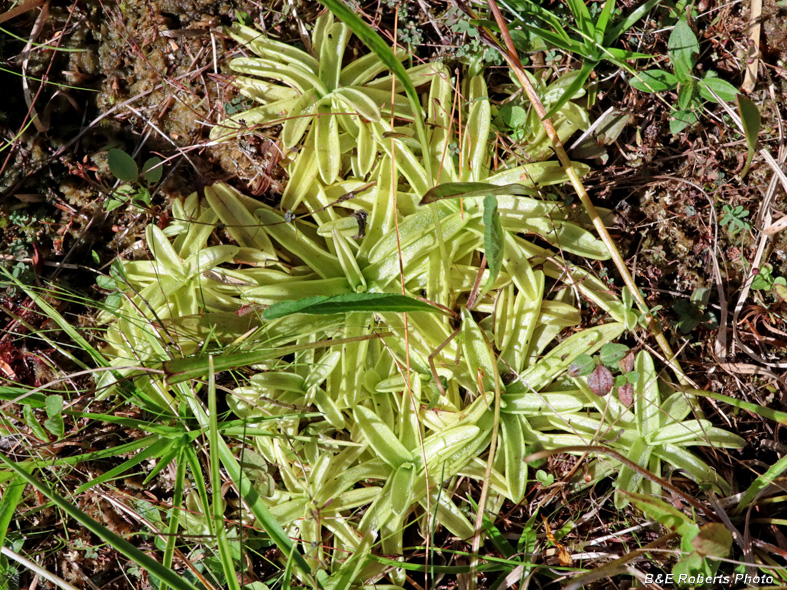 Pinguicula