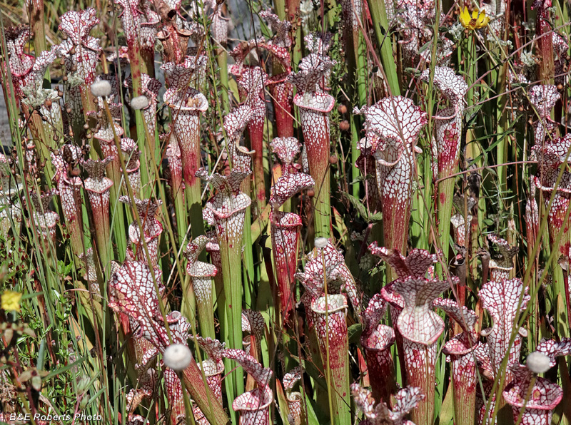 S_leucophylla