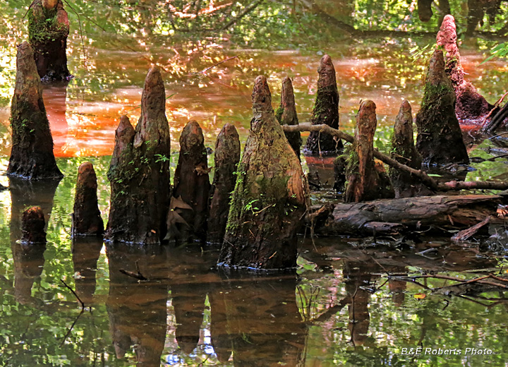 Cypress_Knees