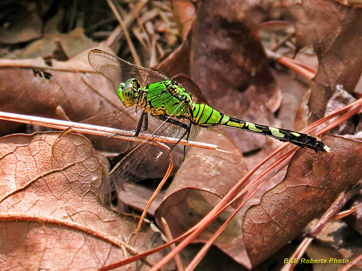 Pondhawk