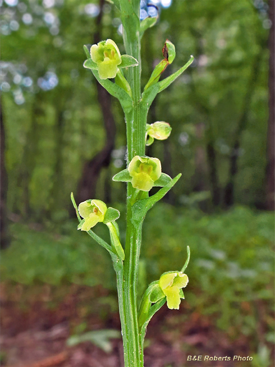 Platanthera_flava