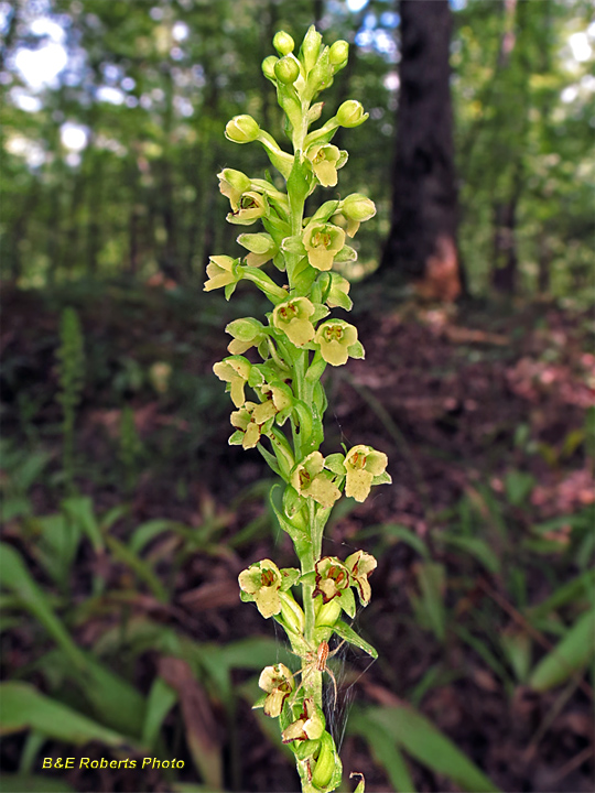 Platanthera_flava