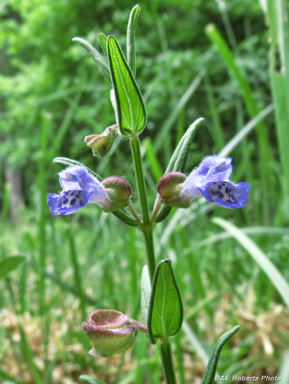 Skullcap