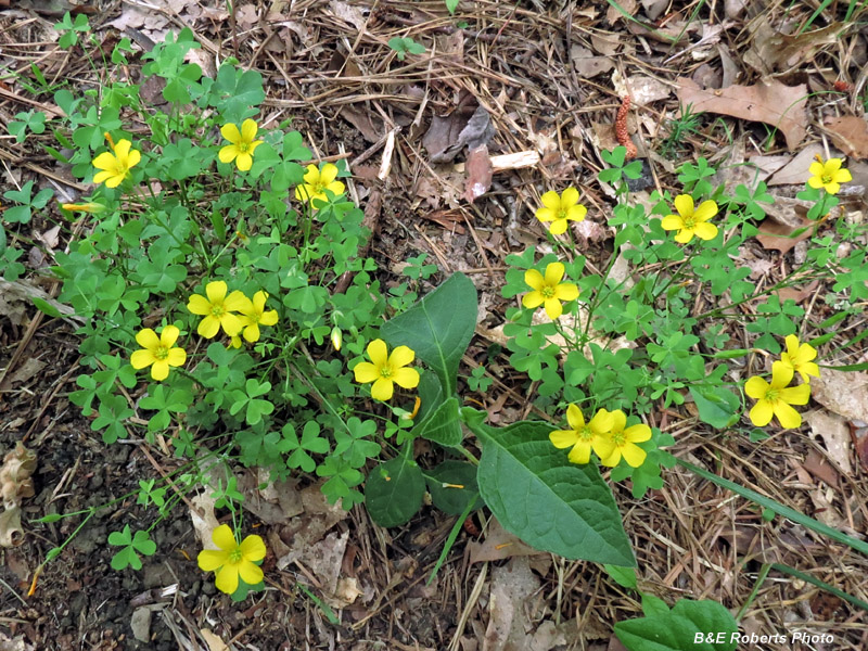 Yellow_oxalis