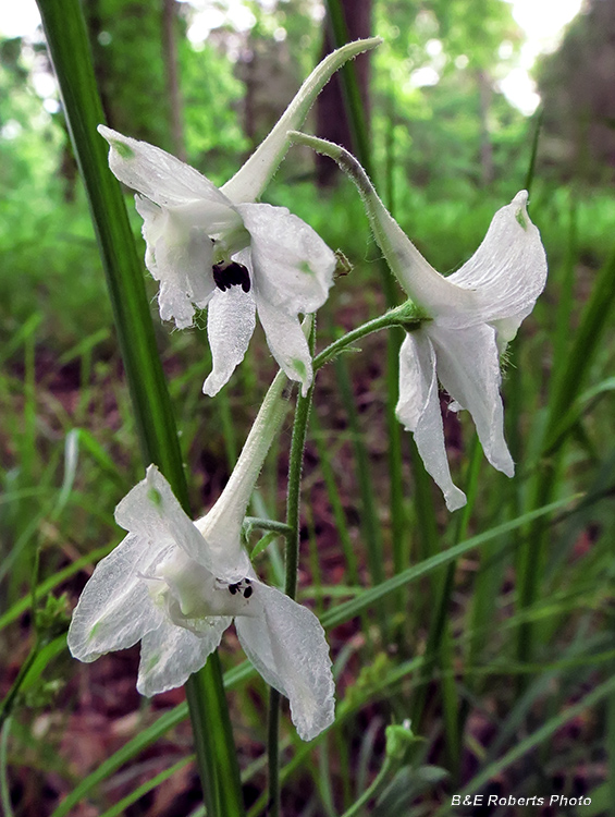 Dwarf_larkspur