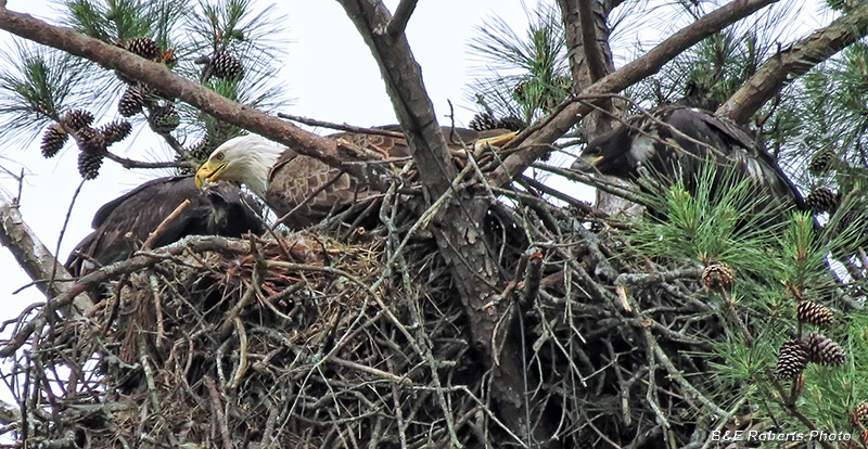 Bald_Eagles