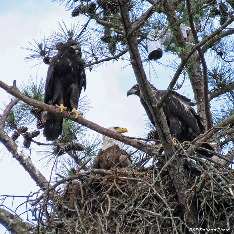 Bald_Eagles