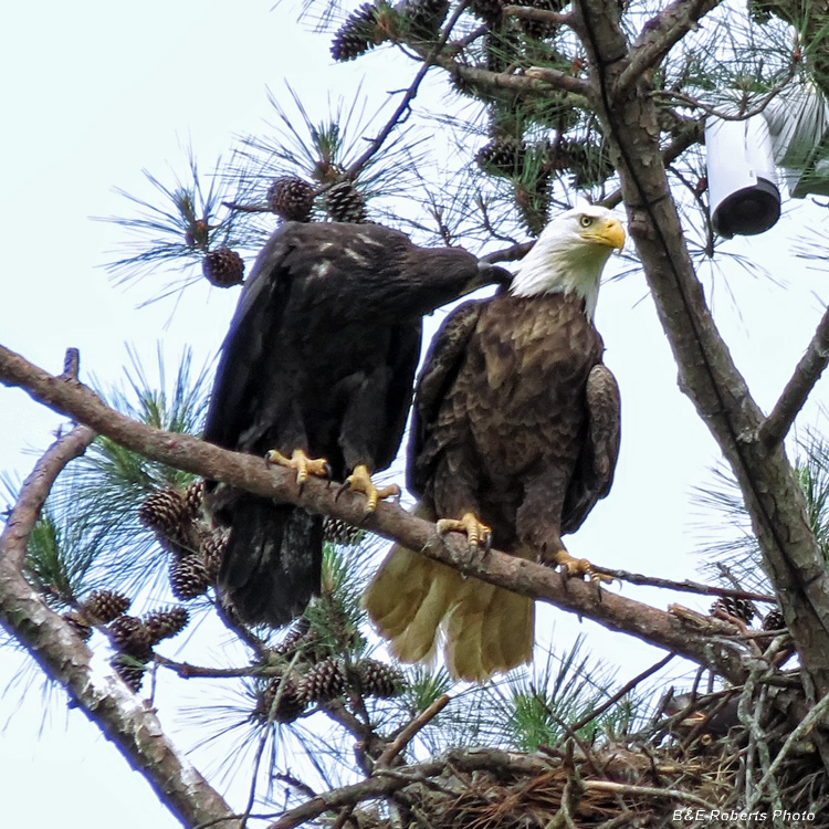 Bald_Eagles