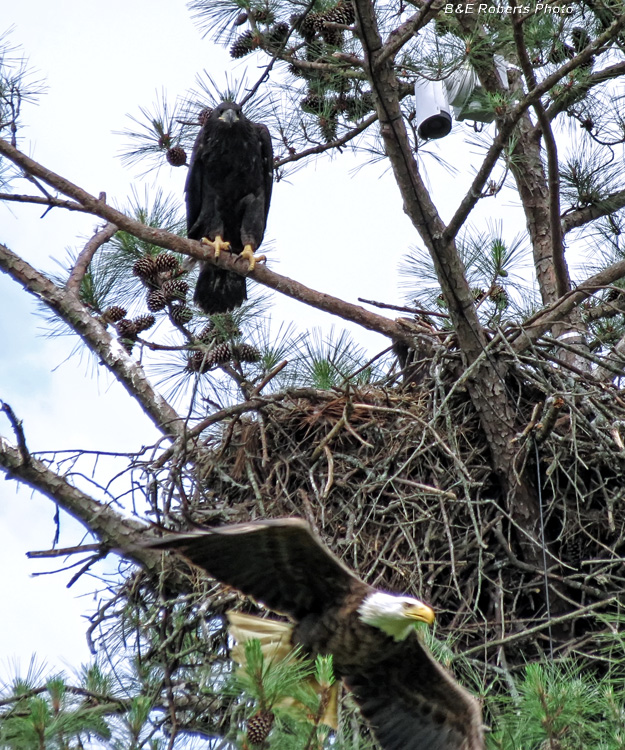 Bald_Eagles