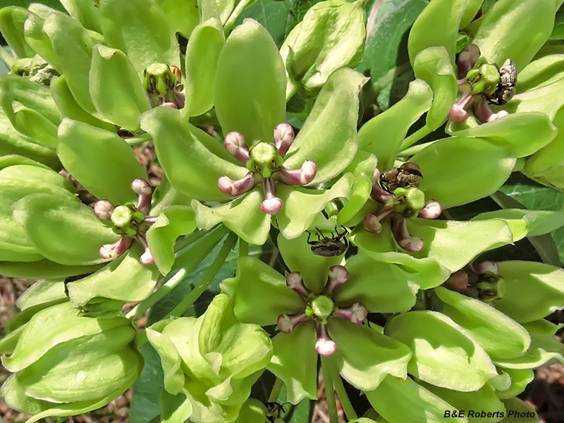 Asclepias_viridis