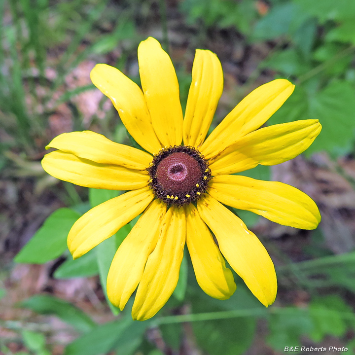 Rudbeckia_hirta