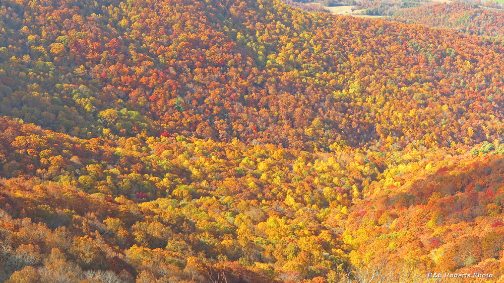 foliage