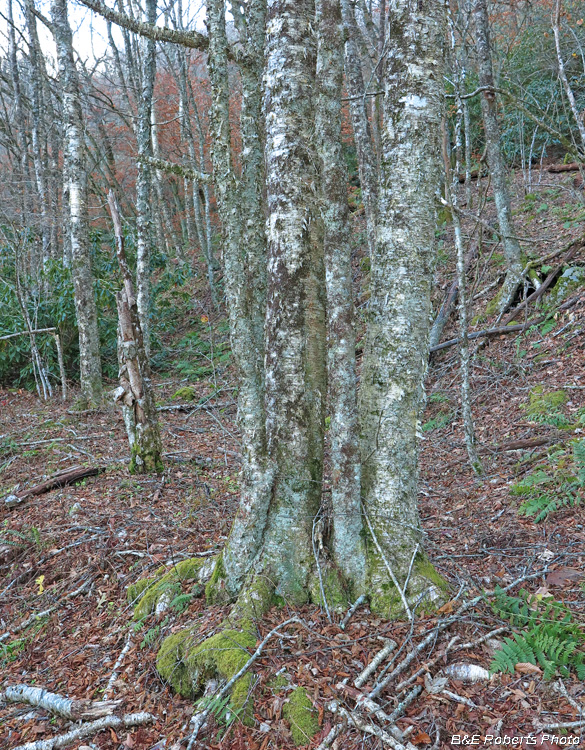 Birch_Trees