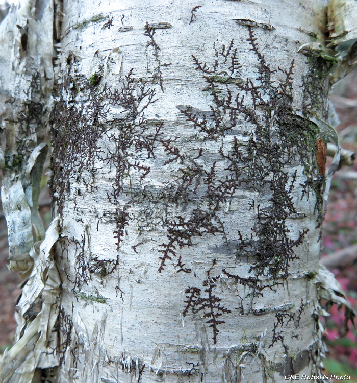 Dendritic_lichen