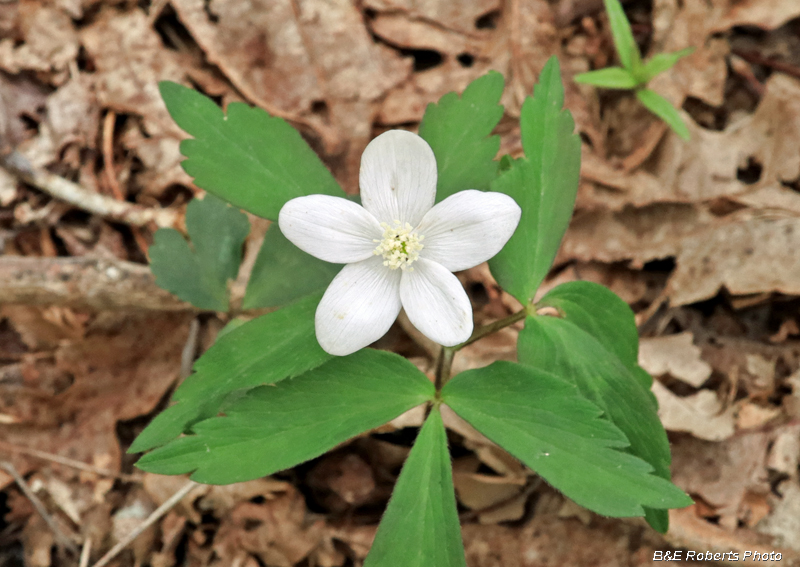 Wood_Anemone