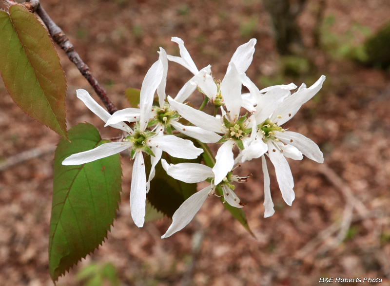 Downy_Serviceberry